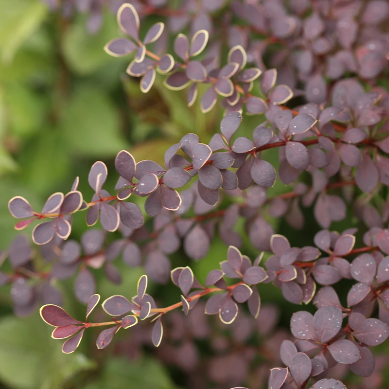 Sunjoy® Tangelo™ Barberry 4 Sunjoy® Tangelo™ Barberry - Image 4