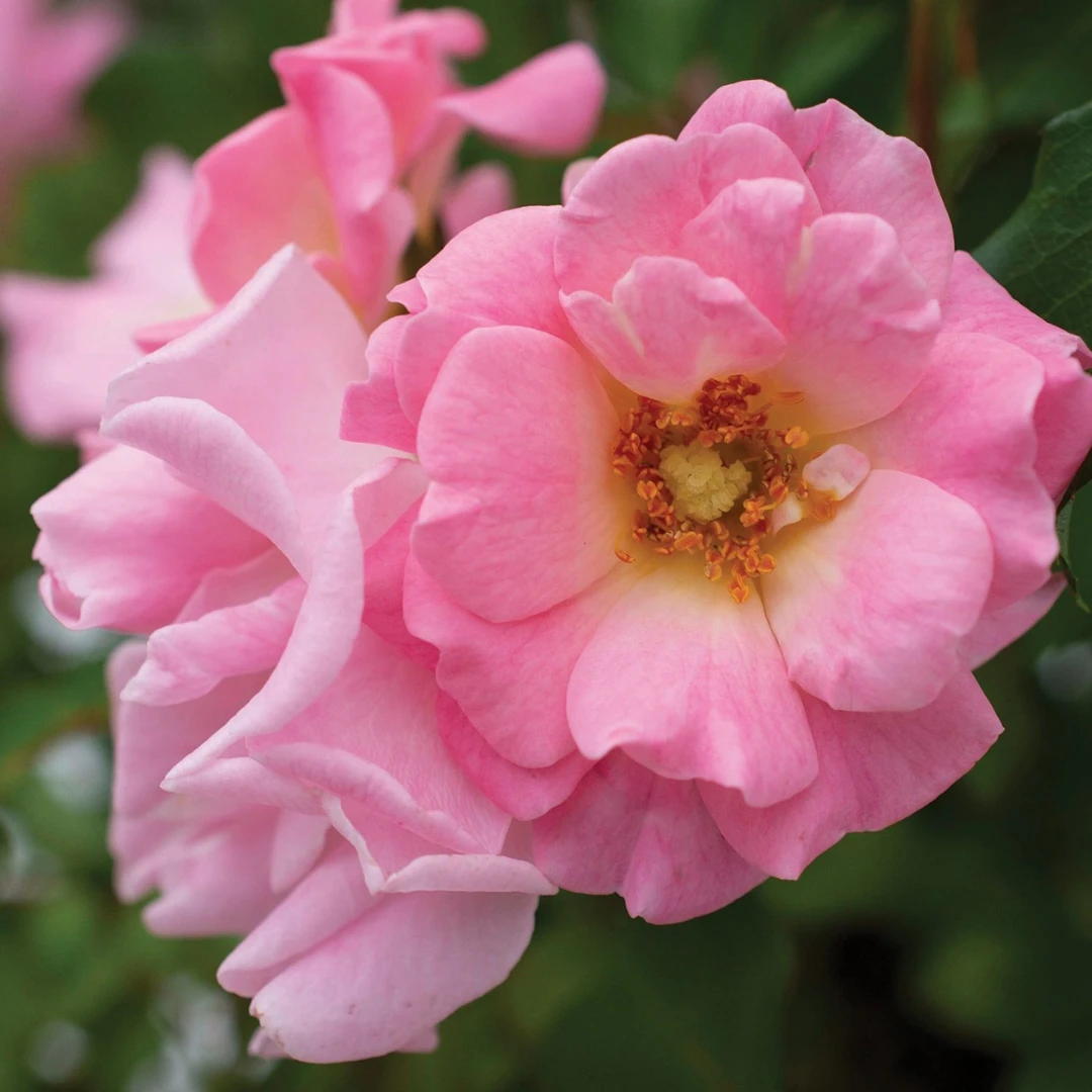 Blushing Drift® Rose 1 Blushing Drift® Rose