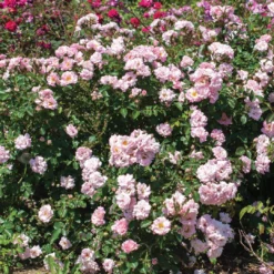 Blushing Drift® Rose 5 Blushing Drift® Rose -Great Garden Plants Shop BlushingDrift 2