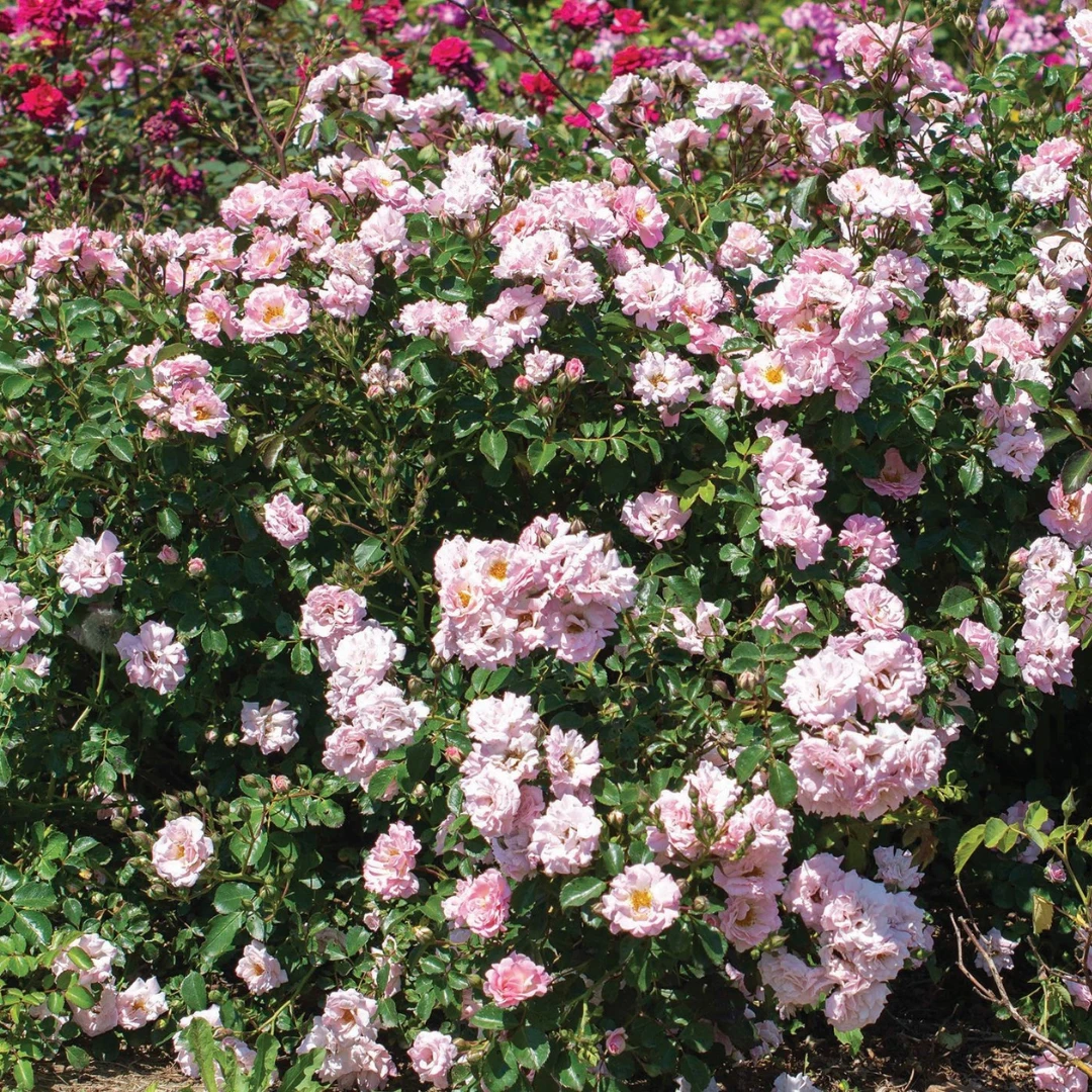 Blushing Drift® Rose 3 Blushing Drift® Rose - Image 3