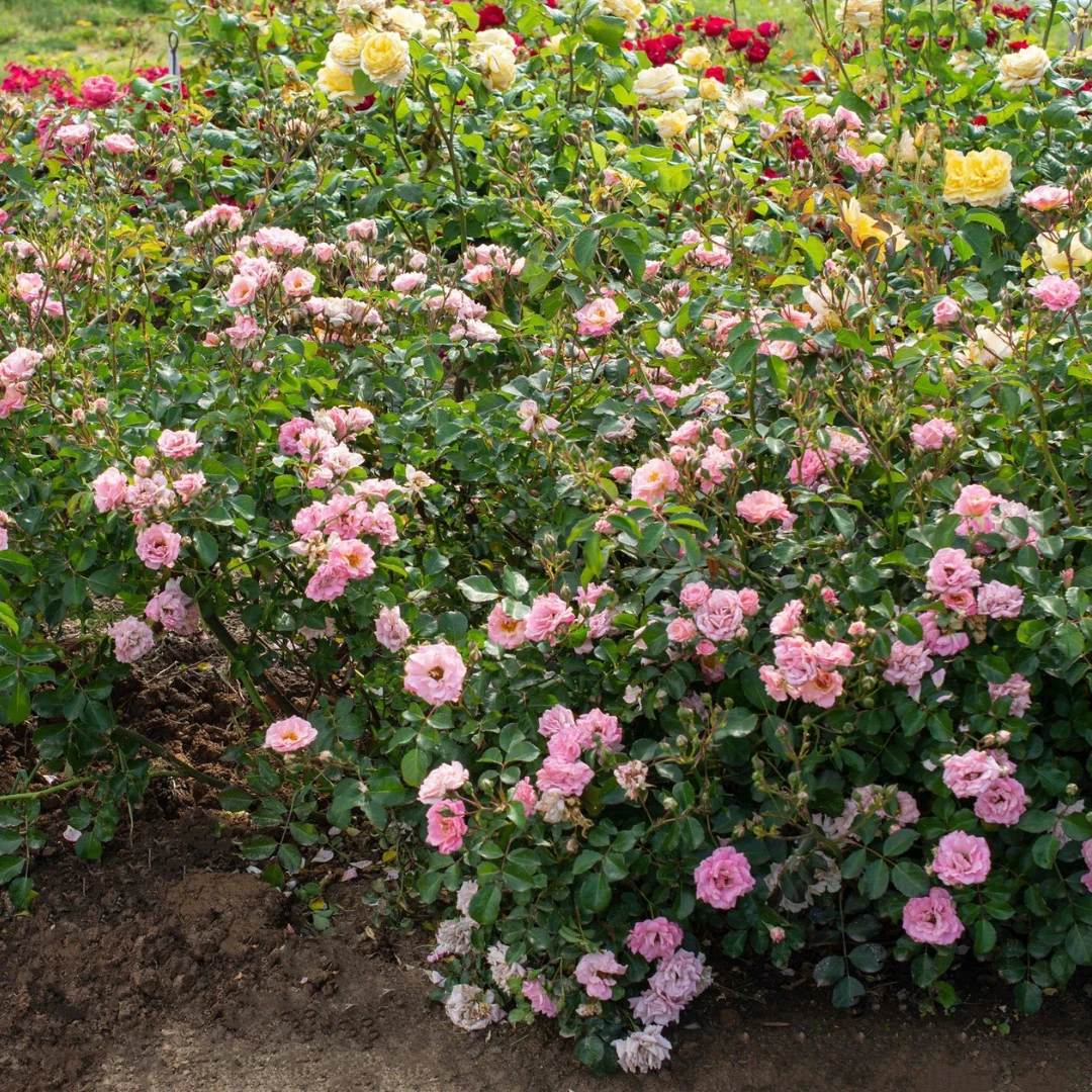 Blushing Drift® Rose 2 Blushing Drift® Rose - Image 2