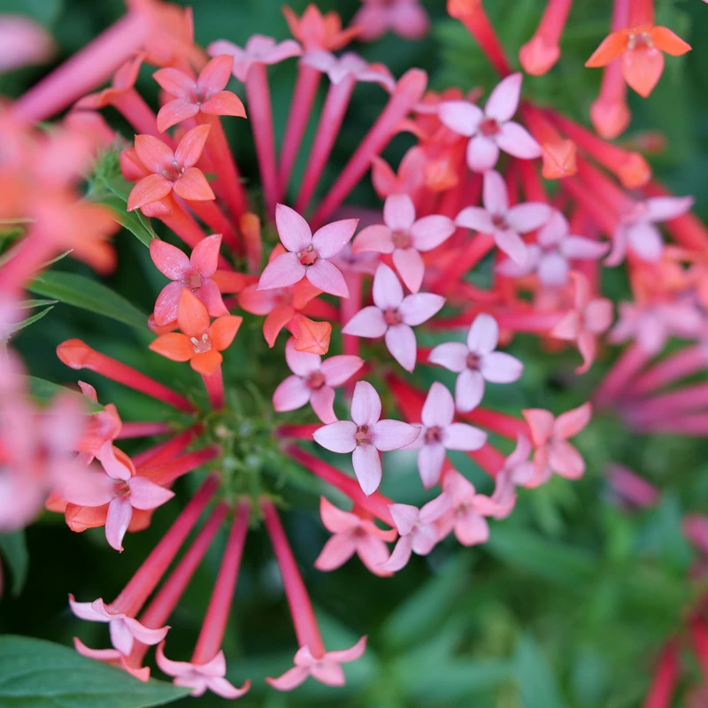 Estrellita Little Star™ Firecracker Bush 3 Estrellita Little Star™ Firecracker Bush - Image 3