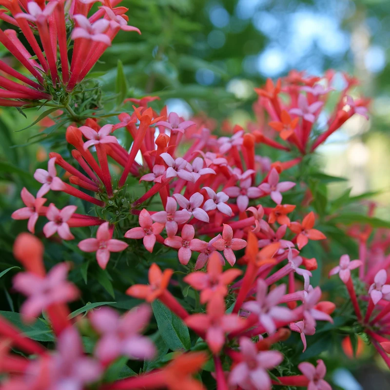 Estrellita Little Star™ Firecracker Bush 1 Estrellita Little Star™ Firecracker Bush