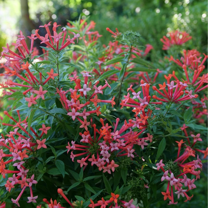Estrellita Little Star™ Firecracker Bush 2 Estrellita Little Star™ Firecracker Bush - Image 2