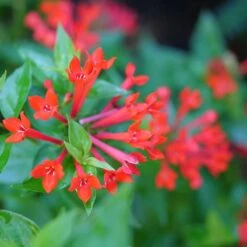 Estrellita™ Scarlet Firecracker Bush -Great Garden Plants Shop Bouvardia Estrellita Scarlet P1228540 800 800 60