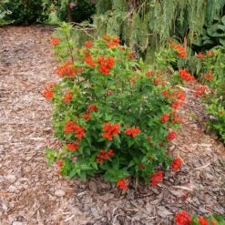 Estrellita™ Scarlet Firecracker Bush -Great Garden Plants Shop Bouvardia Estrellita Scarlet P1238155 800 800 60