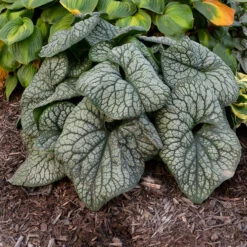 'Jack Of Diamonds' Siberian Bugloss 8 'Jack Of Diamonds' Siberian Bugloss -Great Garden Plants Shop Brunnera Jack of Diamonds 2 P