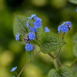 'Queen Of Hearts' Siberian Bugloss 7 'Queen Of Hearts' Siberian Bugloss -Great Garden Plants Shop Brunnera Queen of Hearts 2 P