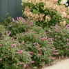 Lo & Behold® 'Pink Micro Chip' Butterfly Bush