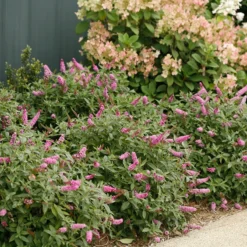 Lo & Behold® 'Pink Micro Chip' Butterfly Bush