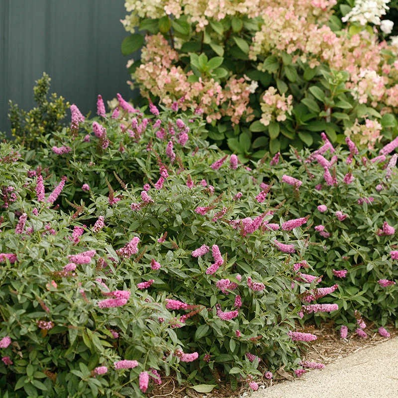 Lo & Behold® 'Pink Micro Chip' Butterfly Bush 1 Lo & Behold® 'Pink Micro Chip' Butterfly Bush