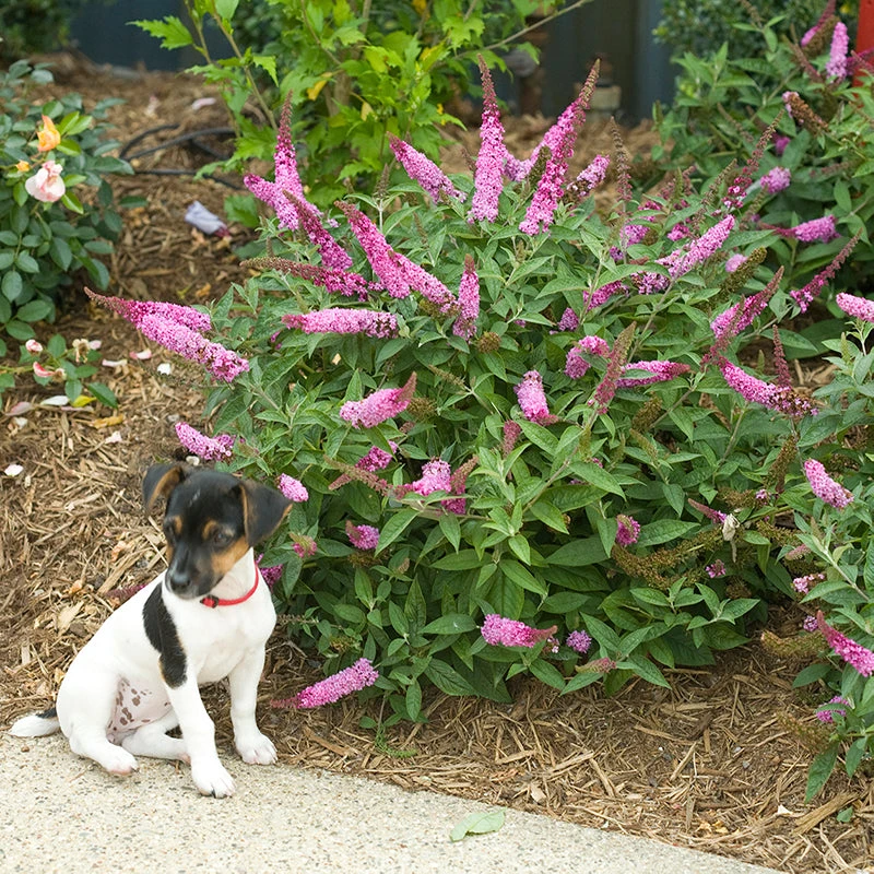 Lo & Behold® 'Pink Micro Chip' Butterfly Bush 2 Lo & Behold® 'Pink Micro Chip' Butterfly Bush - Image 2