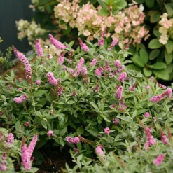 Lo & Behold® 'Pink Micro Chip' Butterfly Bush 7 Lo & Behold® 'Pink Micro Chip' Butterfly Bush -Great Garden Plants Shop Buddleia Lo Behold Pink Micro Chip 3 P