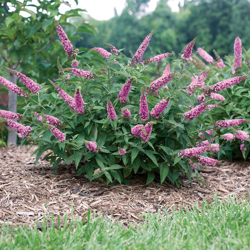 Lo & Behold® 'Pink Micro Chip' Butterfly Bush 4 Lo & Behold® 'Pink Micro Chip' Butterfly Bush - Image 4