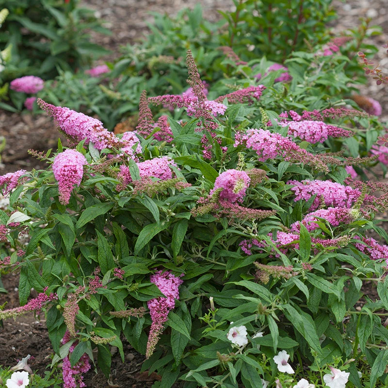 Pugster Pinker™ Butterfly Bush 4 Pugster Pinker™ Butterfly Bush - Image 4