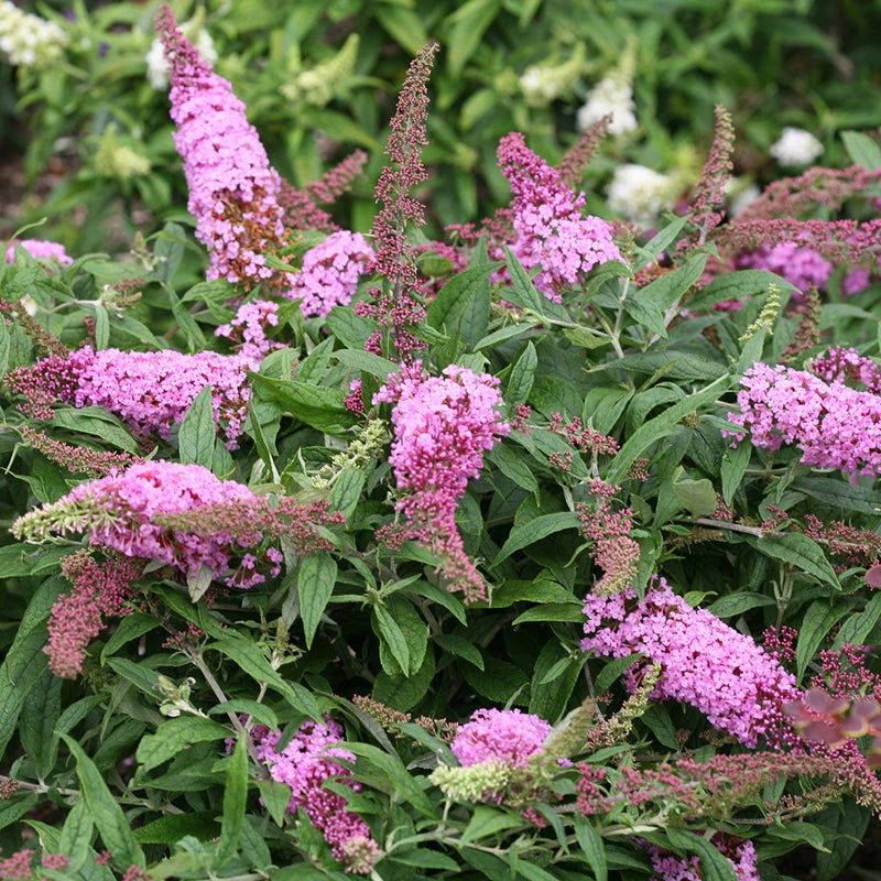 Pugster Pinker™ Butterfly Bush 2 Pugster Pinker™ Butterfly Bush - Image 2