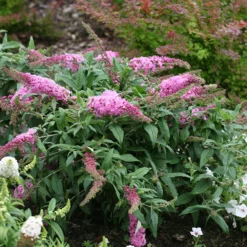 Pugster Pinker™ Butterfly Bush 9 Pugster Pinker™ Butterfly Bush -Great Garden Plants Shop Buddleia Pugster Pink 3 P