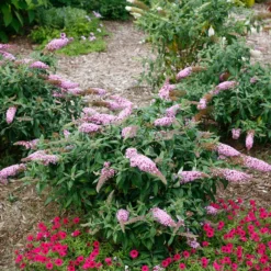 Pugster Pinker™ Butterfly Bush 11 Pugster Pinker™ Butterfly Bush -Great Garden Plants Shop Buddleia Pugster Pink 5 P