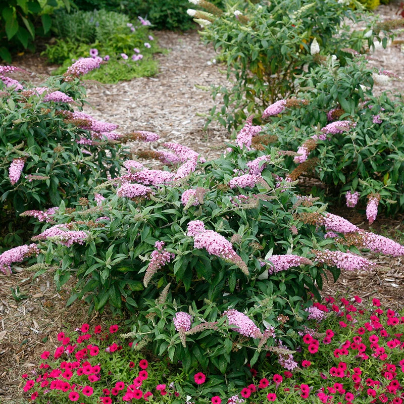 Pugster Pinker™ Butterfly Bush 5 Pugster Pinker™ Butterfly Bush - Image 5