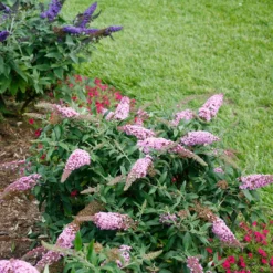 Pugster Pinker™ Butterfly Bush 12 Pugster Pinker™ Butterfly Bush -Great Garden Plants Shop Buddleia Pugster Pink 6 P