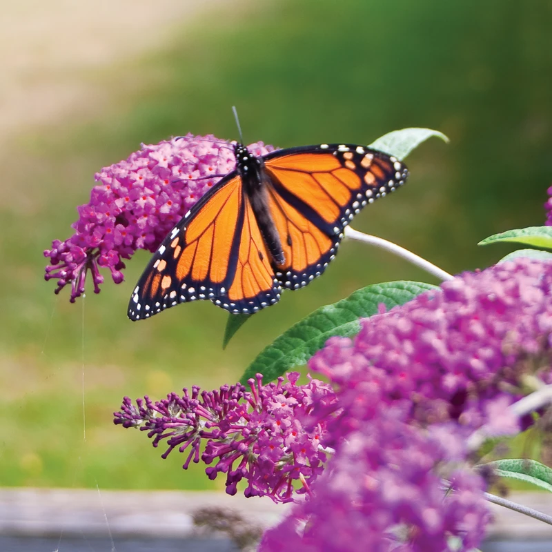 'Miss Ruby' Butterfly Bush 1 'Miss Ruby' Butterfly Bush