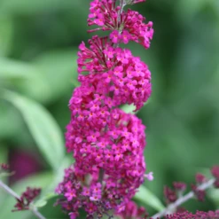 'Miss Ruby' Butterfly Bush 9 'Miss Ruby' Butterfly Bush -Great Garden Plants Shop BuddleiaMissRubyIMG 7949 800x800 7754d1c