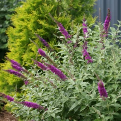 'Miss Violet' Butterfly Bush -Great Garden Plants Shop BuddleiaMissVioletIMG 0628 800x800 f2df8b8