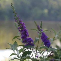 'Miss Violet' Butterfly Bush -Great Garden Plants Shop BuddleiaMissVioletP2540397 800x800 c121c21