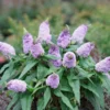 Pugster Amethyst® Butterfly Bush