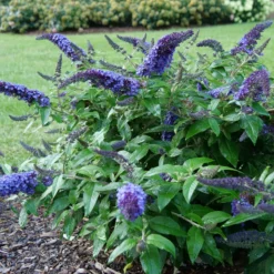 Pugster Blue® Butterfly Bush 8 Pugster Blue® Butterfly Bush -Great Garden Plants Shop BuddleiaPugsterBlueP1000453 800x800 e5bd860