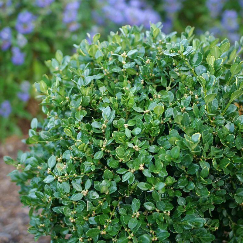 Neatball™ Boxwood 2 Neatball™ Boxwood - Image 2