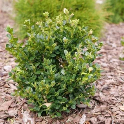 Neatball™ Boxwood 8 Neatball™ Boxwood -Great Garden Plants Shop Buxus Neatball P1202484 800 800 60
