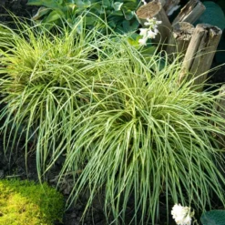 'Evergold' Sedge -Great Garden Plants Shop CAREV1Q 4