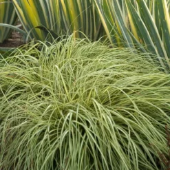 'Evergold' Sedge -Great Garden Plants Shop CAREV1Q 5
