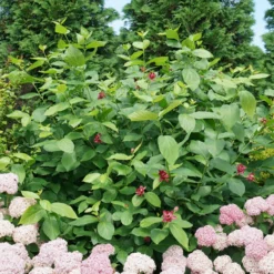 'Aphrodite' Sweetshrub 9 'Aphrodite' Sweetshrub -Great Garden Plants Shop CalycanthusAphroditeDSC00826 800x800 8413a2a