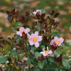 Just Chill Red Tip™ Camellia