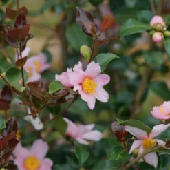 Just Chill Red Tip™ Camellia -Great Garden Plants Shop CamelliaJustChillRedTipDSC05601 1080x1080 29a208c