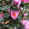 Just Chill™ Double Mauve Camellia