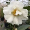 Just Chill™ Double White Camellia