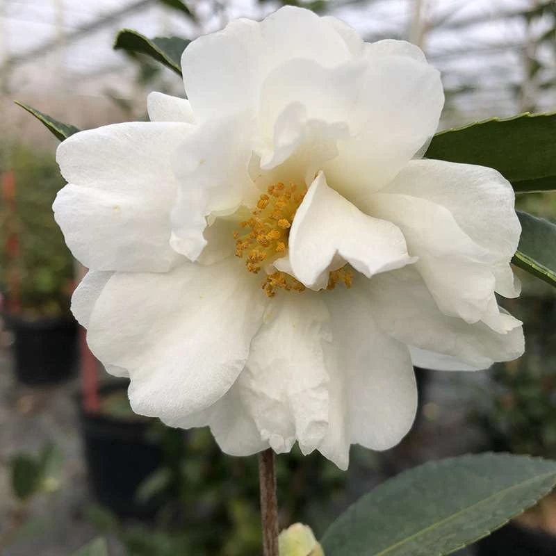 Just Chill™ Double White Camellia 1 Just Chill™ Double White Camellia