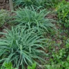 Bunny Blue® 'Hobb' Sedge