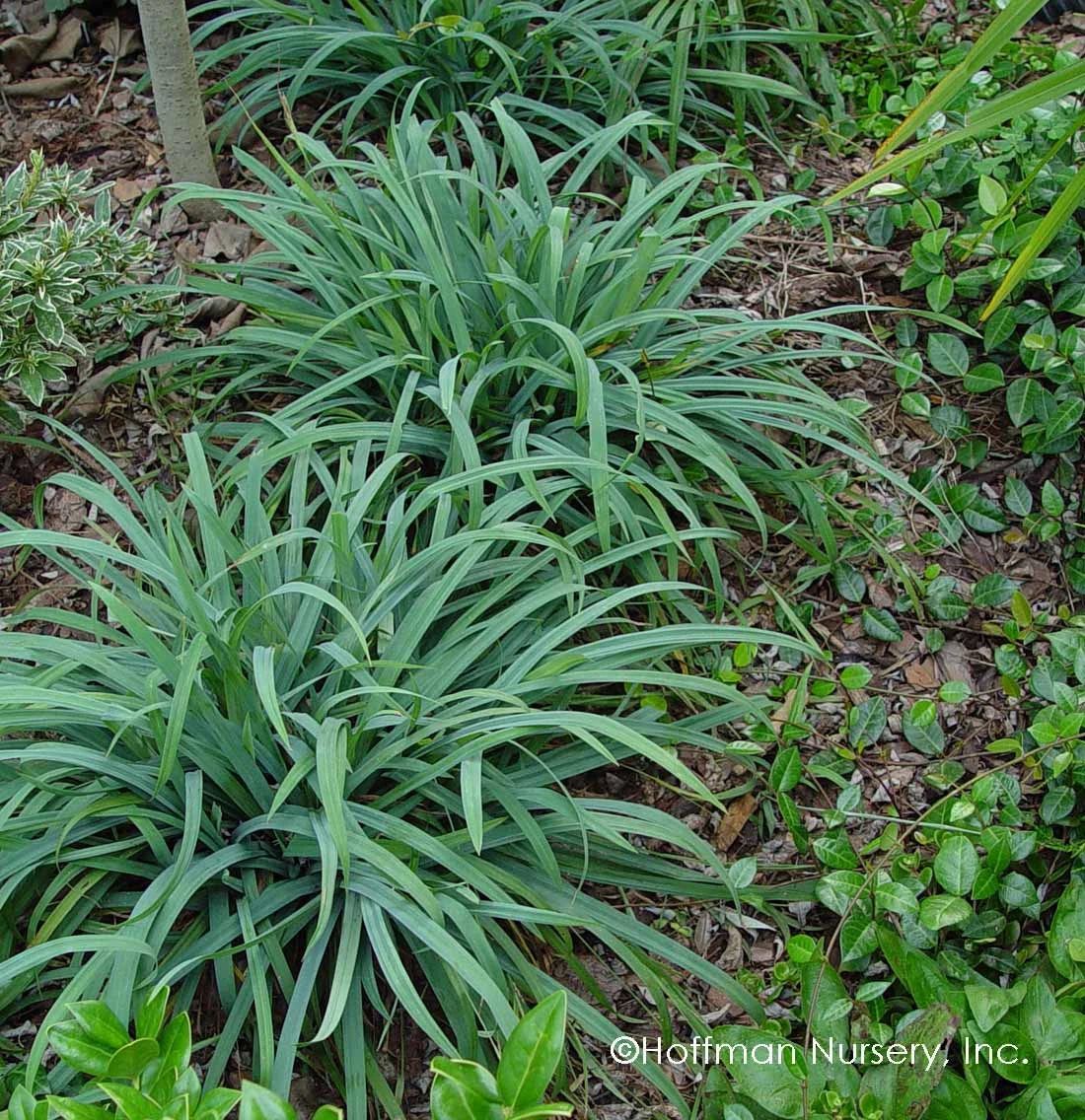Bunny Blue® 'Hobb' Sedge 1 Bunny Blue® 'Hobb' Sedge