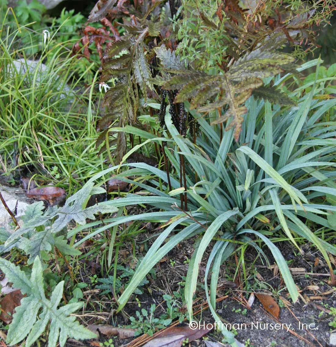 Bunny Blue® 'Hobb' Sedge 2 Bunny Blue® 'Hobb' Sedge - Image 2