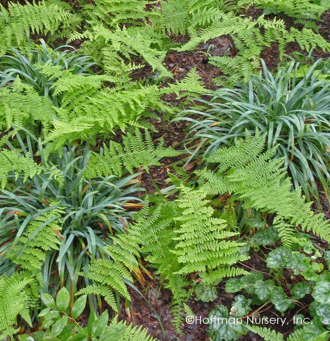Bunny Blue® 'Hobb' Sedge 3 Bunny Blue® 'Hobb' Sedge - Image 3
