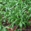 Plantain-Leaf Sedge