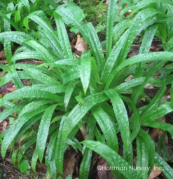 Plantain-Leaf Sedge -Great Garden Plants Shop Carex plantaginea 04
