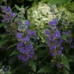 Beyond Midnight® Bluebeard 10 Beyond Midnight® Bluebeard -Great Garden Plants Shop Caryopteris Beyond Midnight 3 P 31df8b38 198c 4262 97f4 d46a339bb904 sw