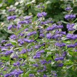 Beyond Midnight® Bluebeard 8 Beyond Midnight® Bluebeard -Great Garden Plants Shop CaryopterisBeyondMidnightP1014734 800x800 b51c260