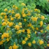 Juiced™ Orange Jessamine