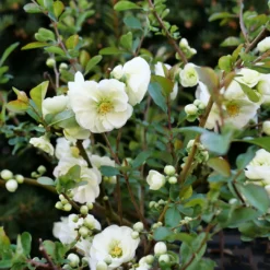 Double Take Eternal White™ Flowering Quince 7 Double Take Eternal White™ Flowering Quince -Great Garden Plants Shop ChaenomelesDoubleTakeEternalWhiteP1151363 1080x1080 ea480fc